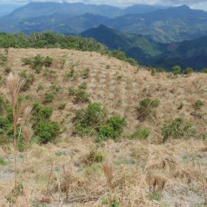 Boyacá se posiciona como uno de los departamentos con niveles más bajos de deforestación a nivel nacional