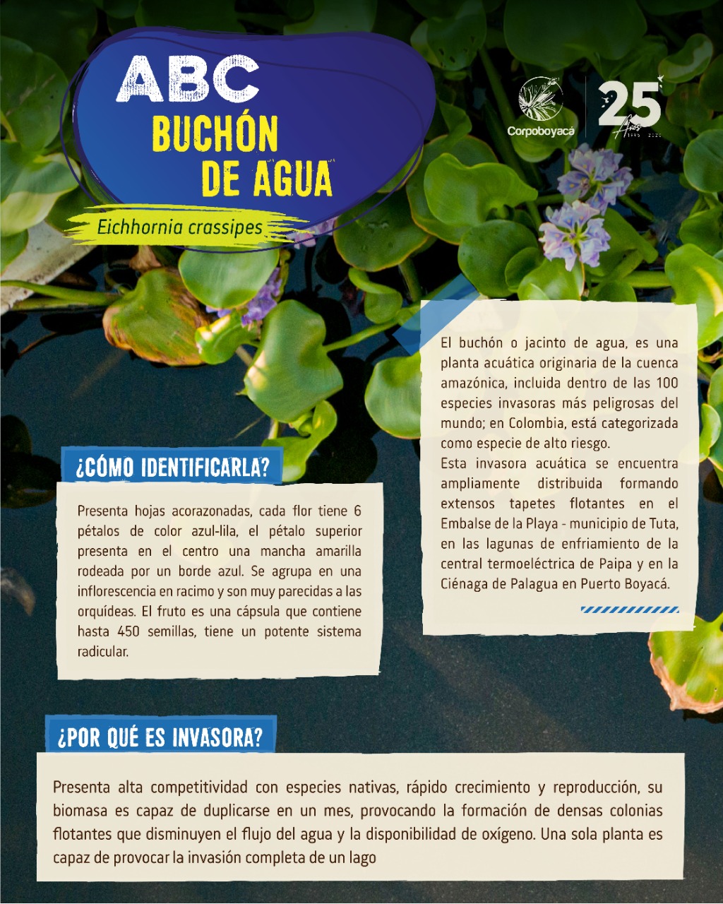 ABC de la especie invasora Buchón de agua (Eichhornia crassipes) –  Corpoboyacá