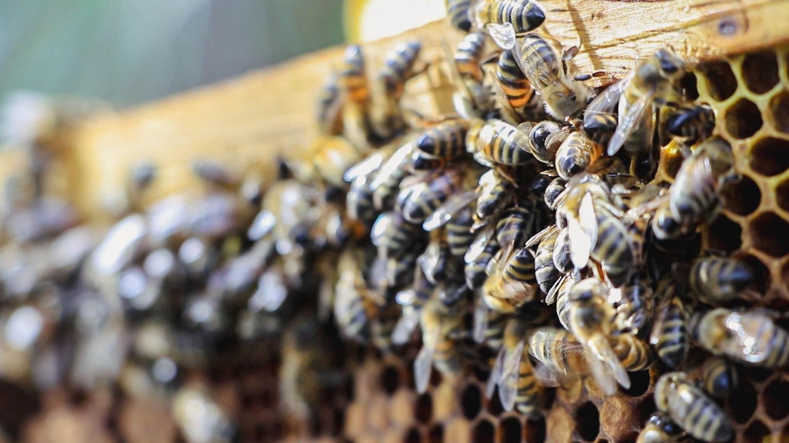 Foto Con foro de apicultura, Corpoboyacá se suma al Día Mundial de las Abejas