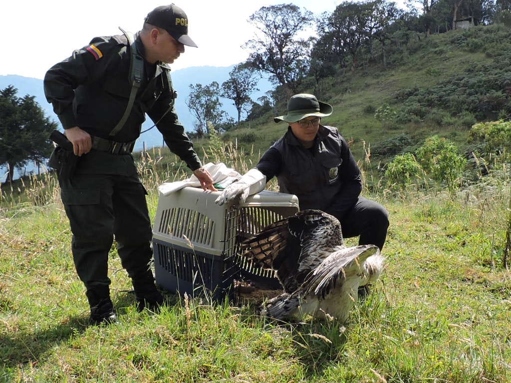 Foto Corpoboyacá liberó un Águila crestada, especie en peligro de extinción